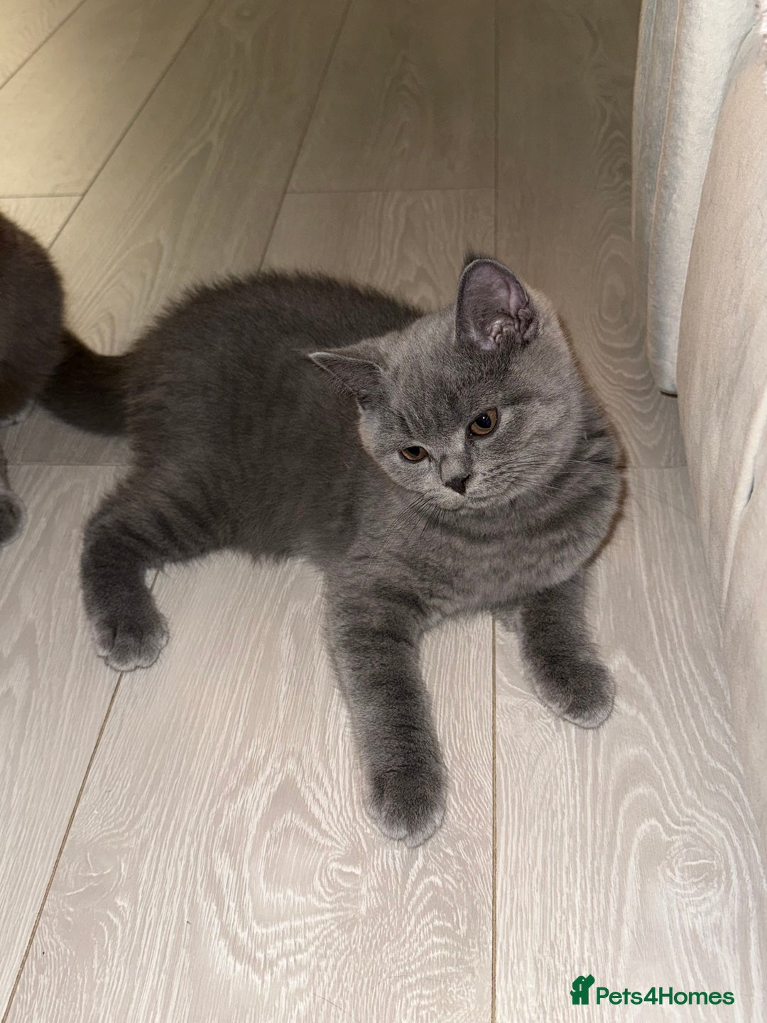 British Shorthair cats for sale: Champion Bloodline British Shorthair & Longhair - Image 3