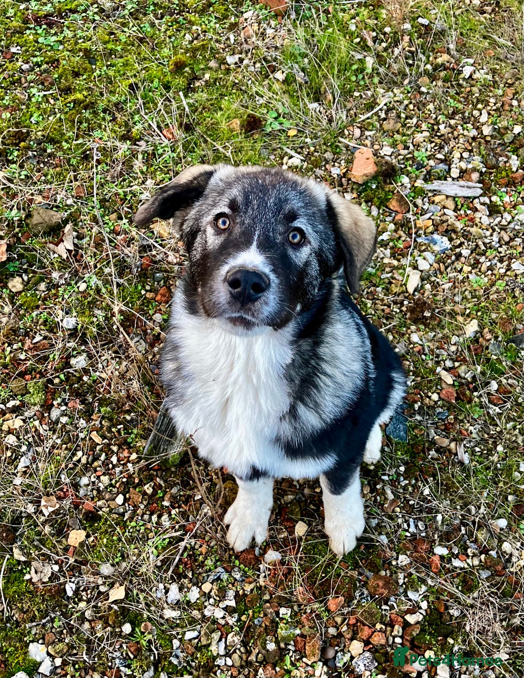 Mixed Breed dogs for sale: READY NOW! Pure Husky x Caucasian Shepherd - Advert 5