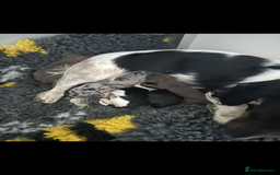 Miniature Dachshund dogs for sale: Miniature long haired dachshund  - Advert 7