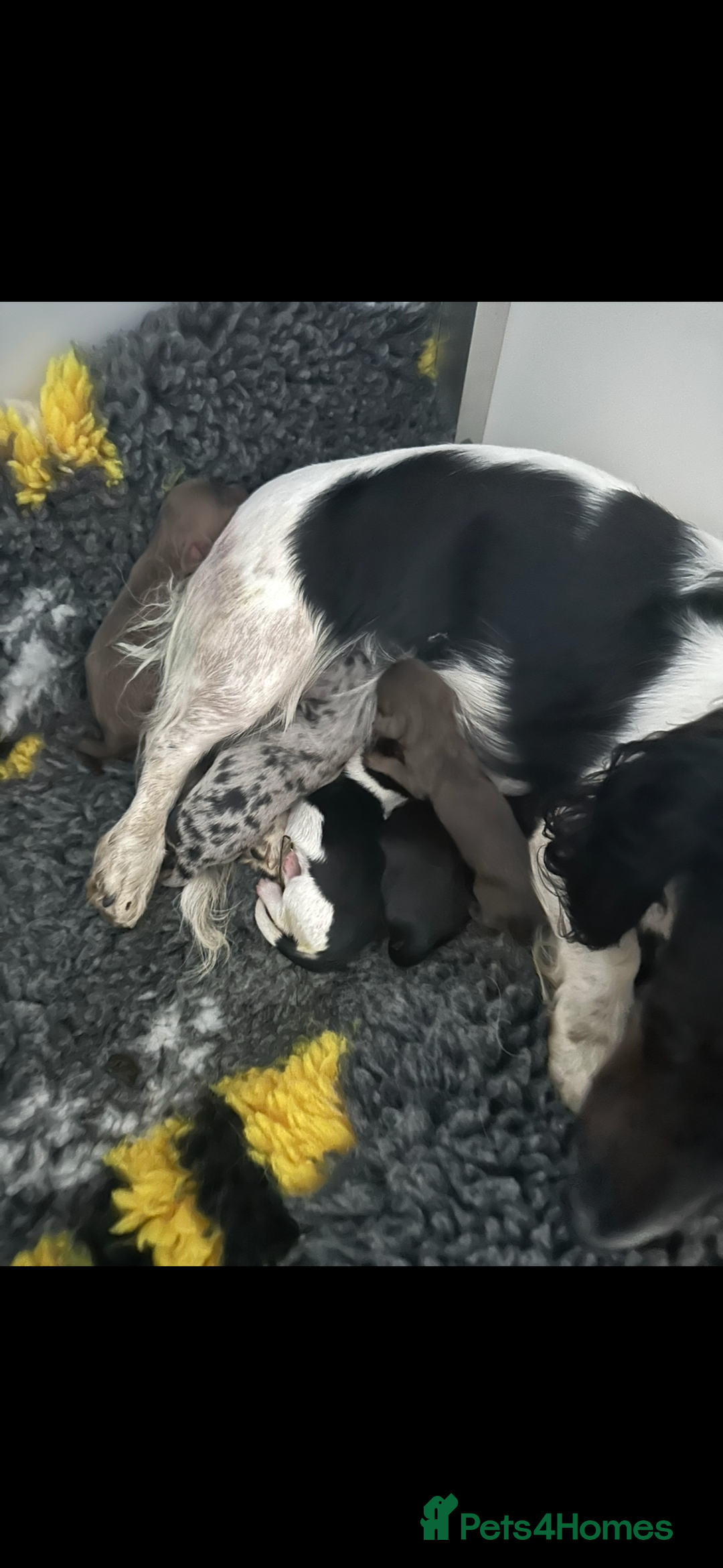 Miniature Dachshund dogs for sale: Miniature long haired dachshund  - Advert 7