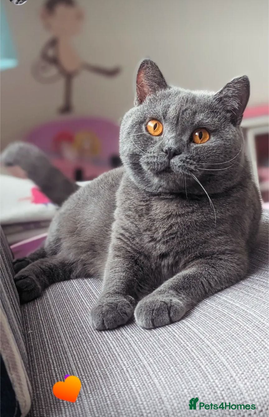 British Shorthair cats Retired Female looking for forever lap - Advert 1