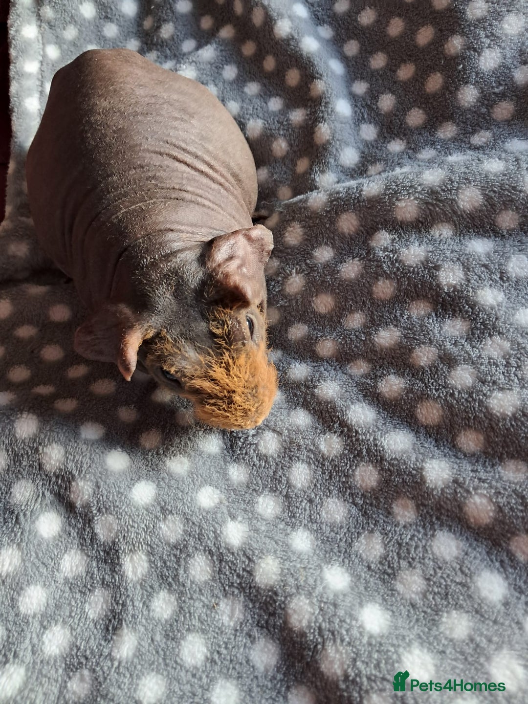 Guinea Pig rodents for sale: BEAUTIFUL SKINNY BOAR  - Advert 2