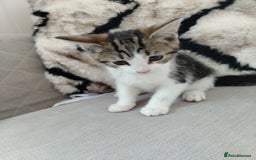 Mixed Breed cats for sale: Kittens 11 weeks - Image 2