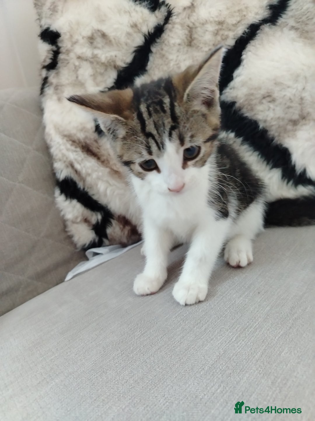 Mixed Breed cats for sale: Kittens 11 weeks - Image 2