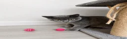 British Shorthair cats for sale: Gorgeous British Shorthair Kittens - Advert 7