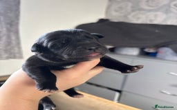 Mixed Breed dogs for sale: Mixed breed Labrador puppies  - Image 24