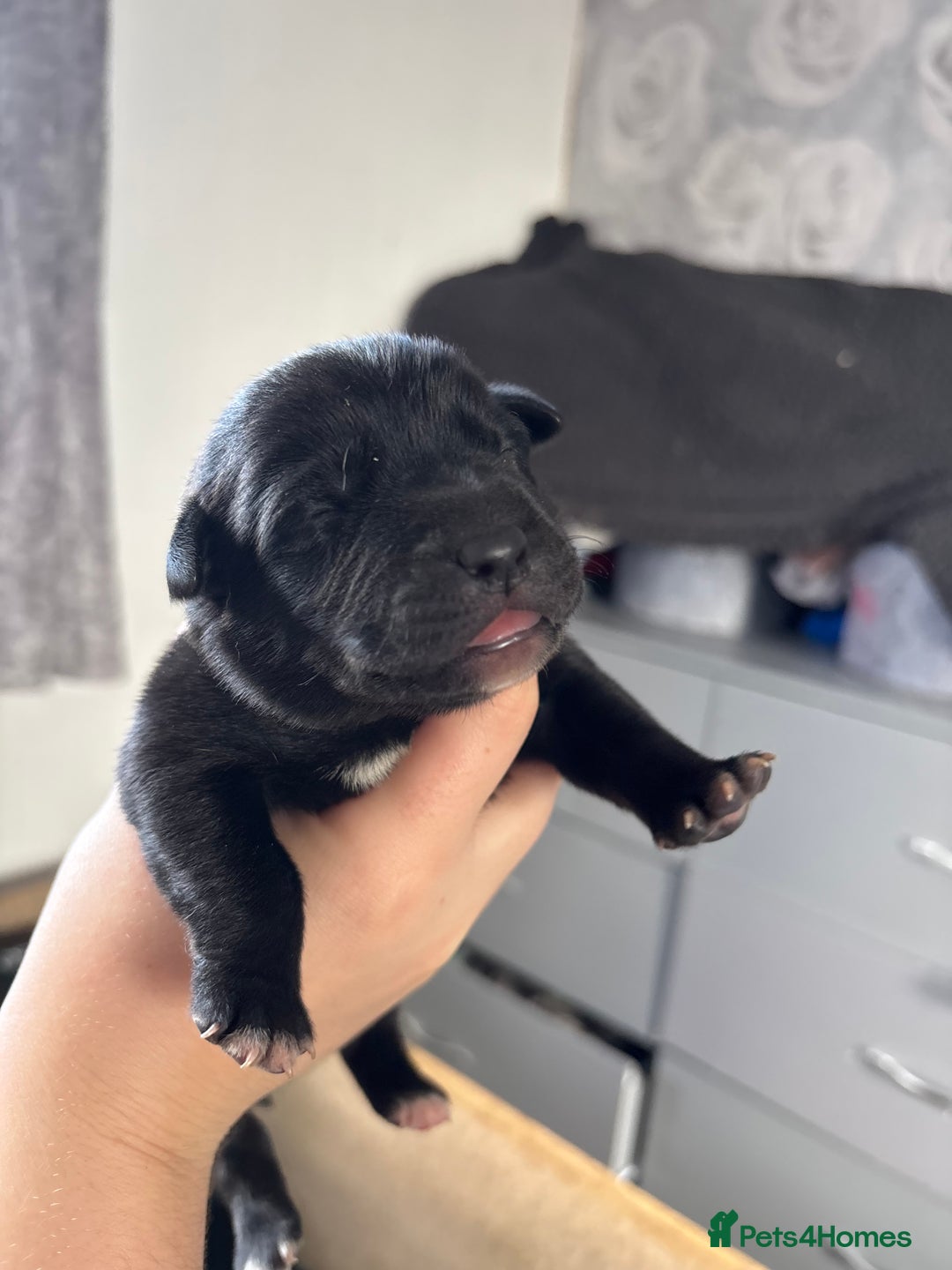 Mixed Breed dogs for sale: Mixed breed Labrador puppies  - Image 24