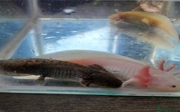 Axolotl reptiles for sale: Axolotls for sale- Pink, Wild and Golden varieties - Image 3