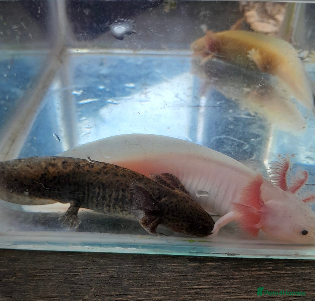 Axolotl reptiles for sale: Axolotls for sale- Pink, Wild and Golden varieties - Image 3