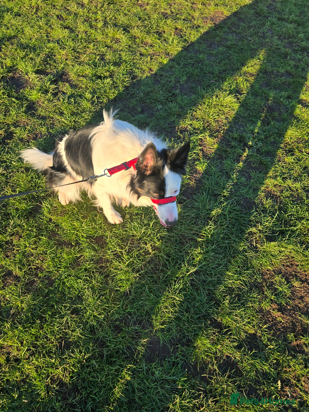 Border Collie dogs for sale: Border collie  - Advert 5