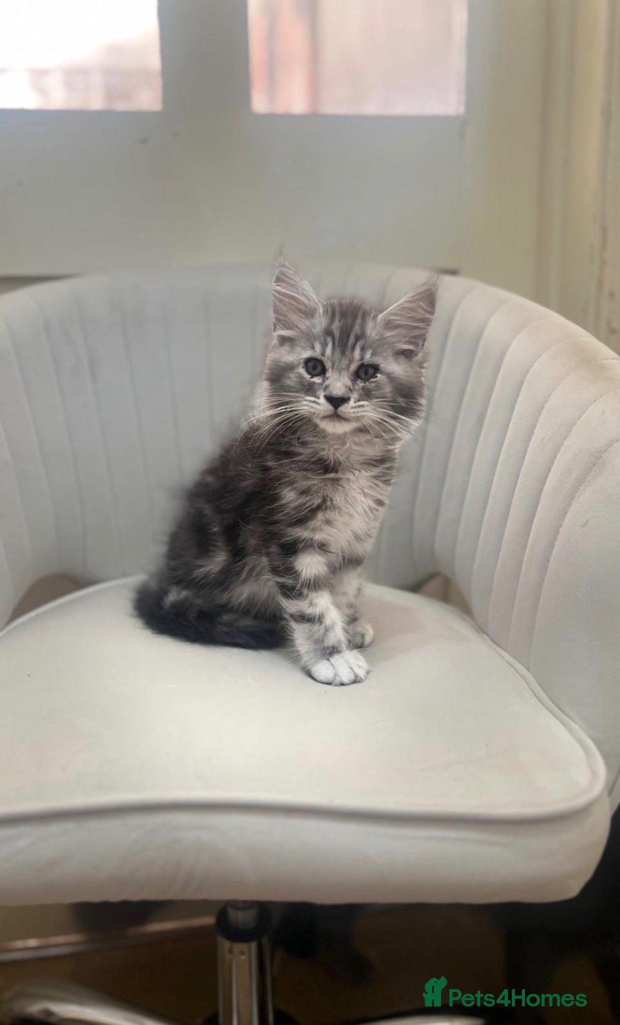 Maine Coon cats  Reduced full breed Maine coon kittens ready now  - Advert 6