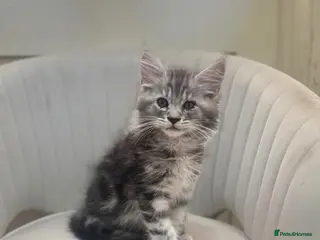 Maine Coon cats Reduced full breed Maine coon kittens ready now - Advert 6