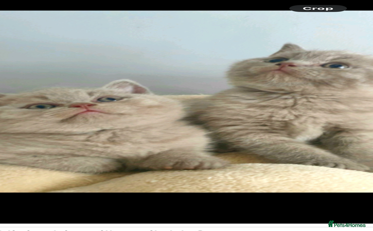 British Shorthair cats - Advert 11