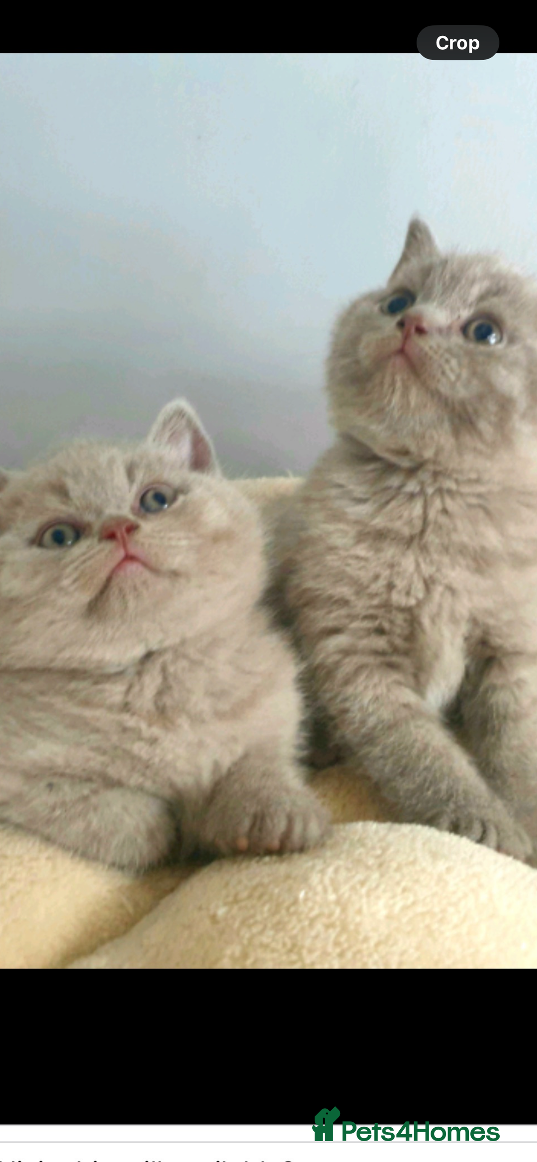 British Shorthair cats for sale: British shorthaired kittens full pedigree  - Image 1