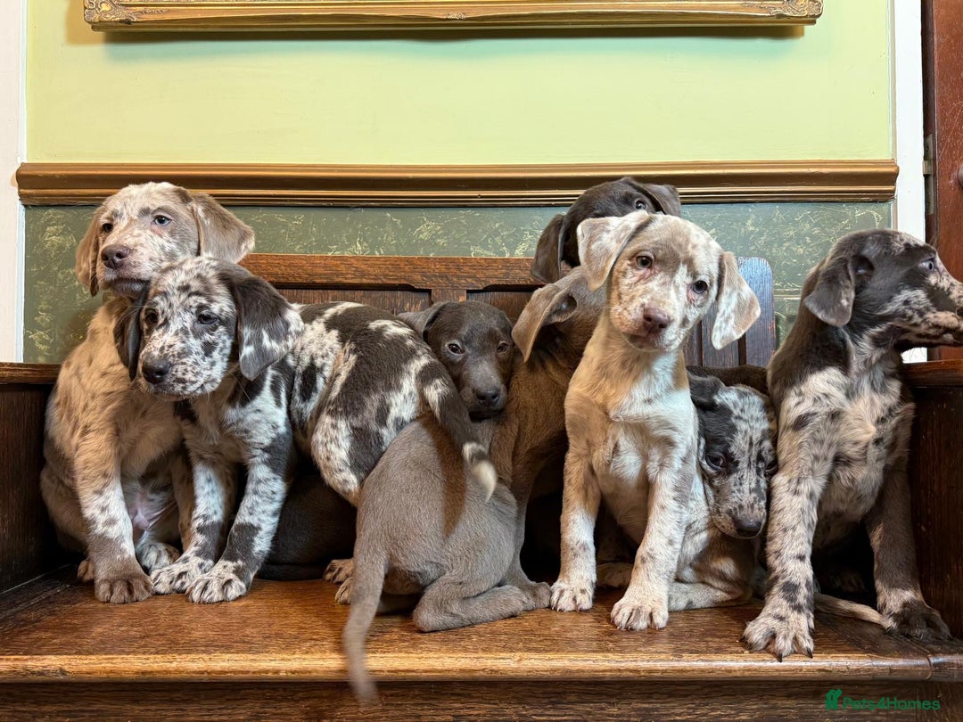 Labrador Retriever dogs for sale: Merle, Silver and Charcoal Labrador Puppies  - Image 7