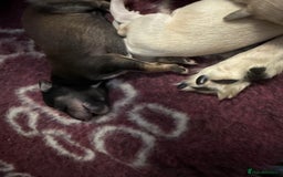 Saluki dogs for sale: Beautiful Saluki  - Image 28