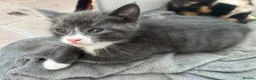 Mixed Breed cats for sale: Grey kitten - Advert 2