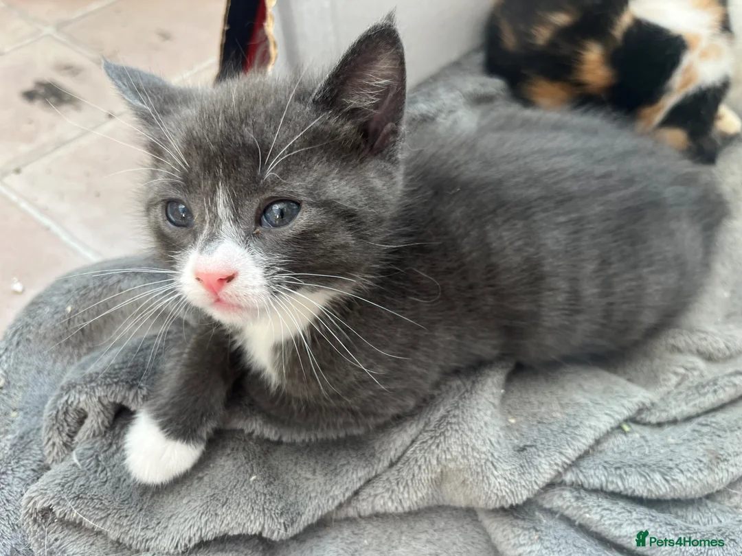 Mixed Breed cats for sale: Grey kitten - Advert 2