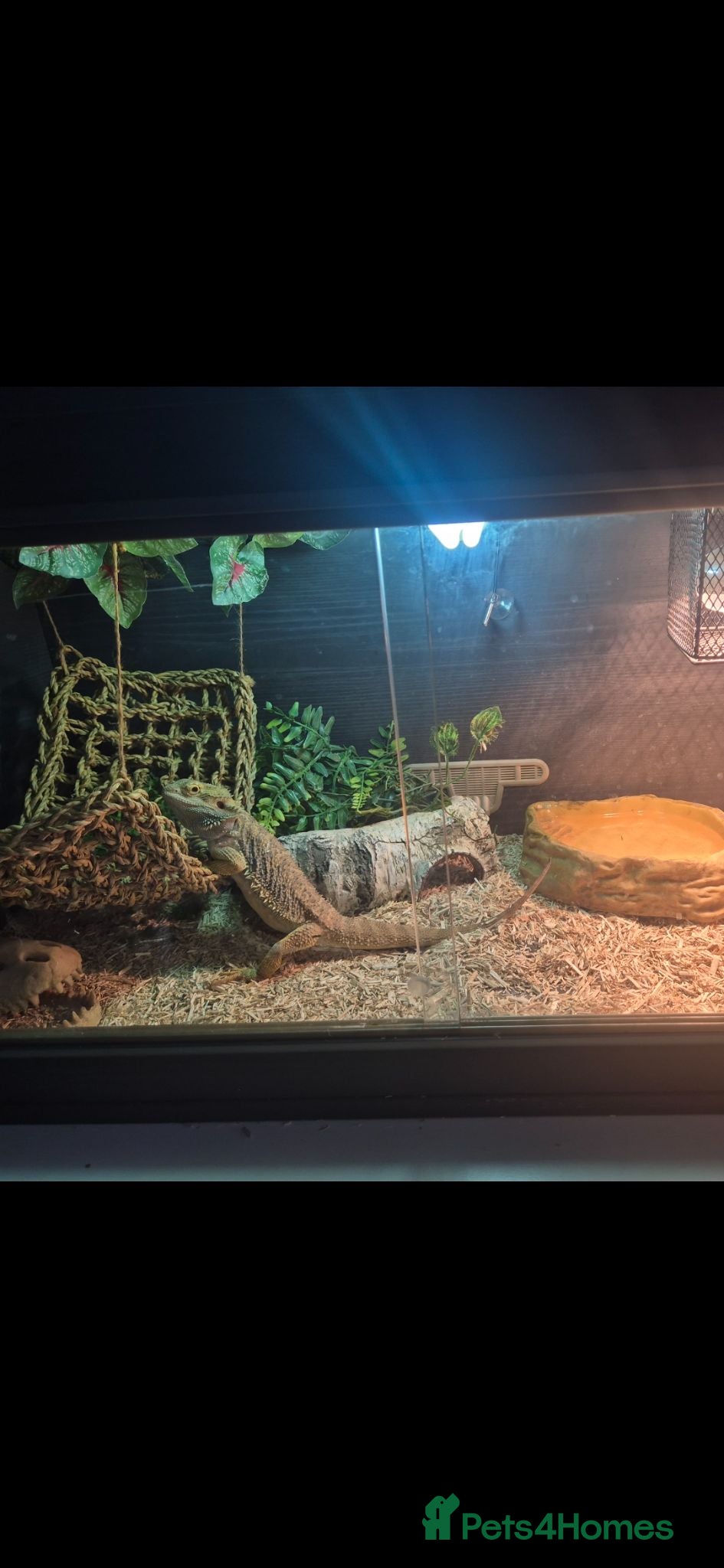 Bearded Dragon reptiles Rango the bearded dragon - Advert 1