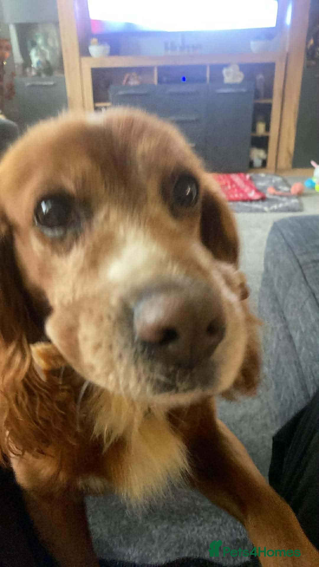 Cocker Spaniel dogs for adoption: Red needs a loving home  - Advert 7