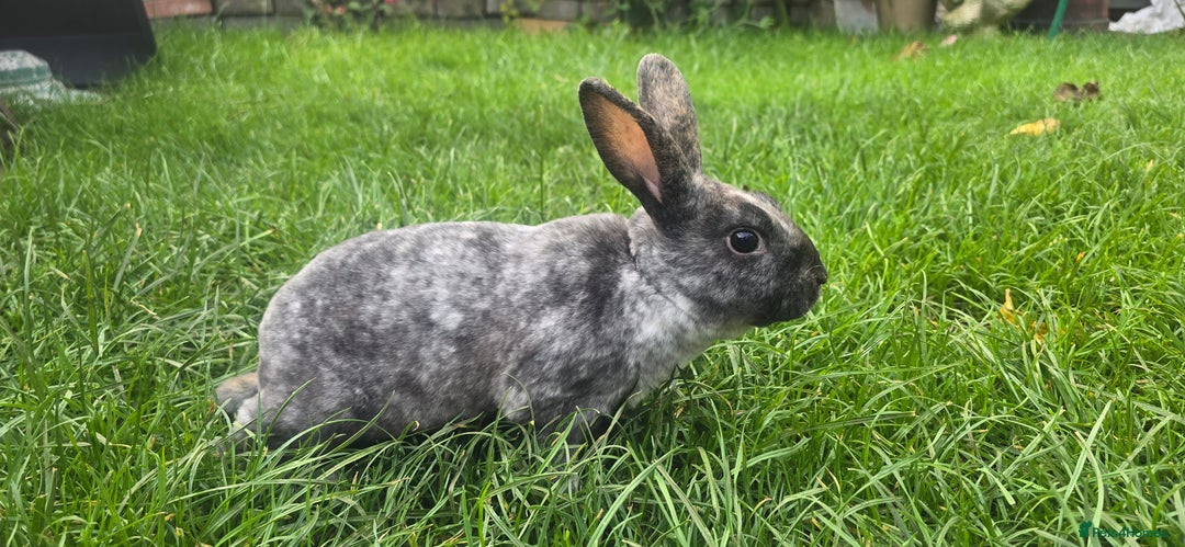 Rex rabbits for sale: 3 Mini rex 13 weeks old - Advert 5