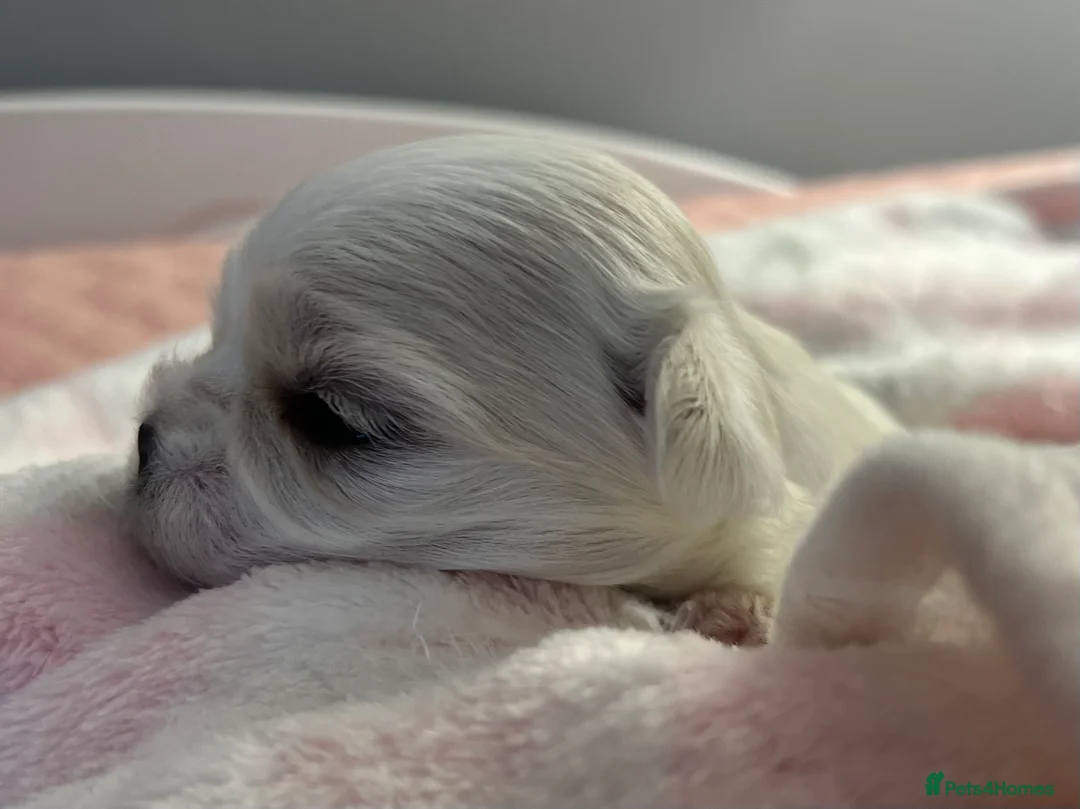 Maltese dogs for sale: Reduced price 💙Maltese cute puppies 💙 - Advert 29