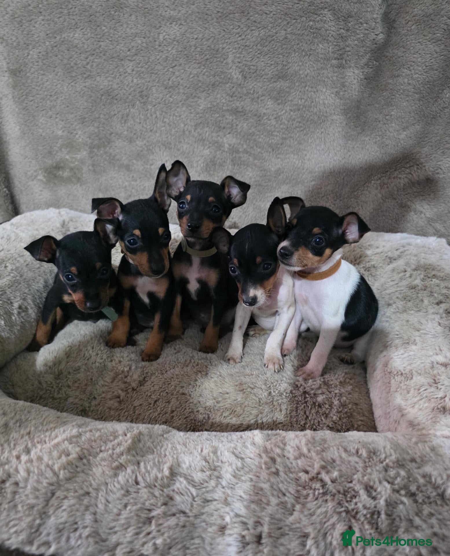 Miniature Pinscher dogs Stunning Miniature Pinscher Puppies–3Girls & 2Boys - Advert 1
