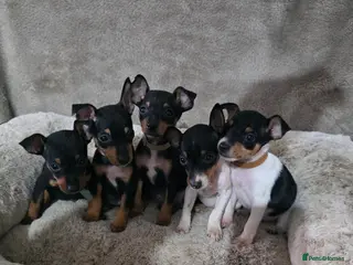 Miniature Pinscher dogs Stunning Miniature Pinscher Puppies–3Girls & 2Boys - Advert 1