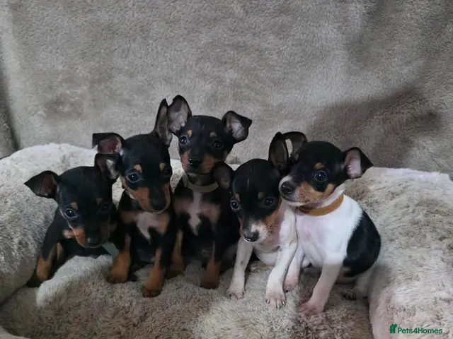 Miniature Pinscher dogs Stunning Miniature Pinscher Puppies–3Girls & 2Boys - Advert 5