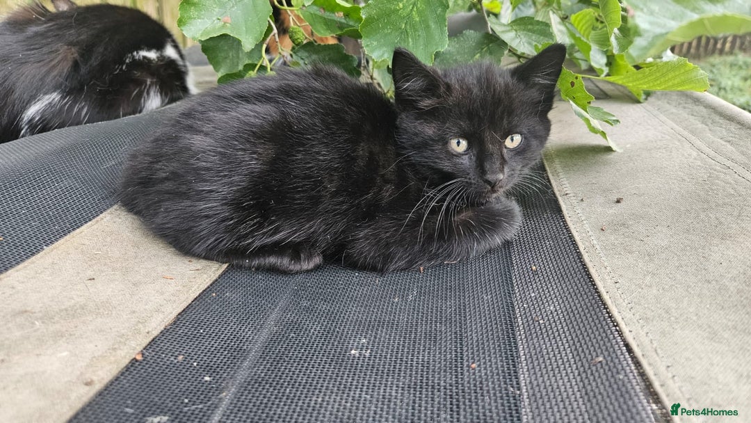 Domestic Shorthair cats for sale: 3 beautiful kittens - Image 6
