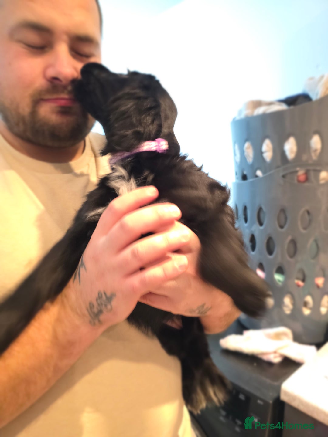 Cocker Spaniel dogs for sale: 1 left Working coker spaniel  - Advert 31