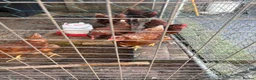Chickens poultry for sale: 6 ISA Brown point of lay chickens  in Birmingham - Advert 5