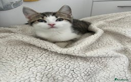 British Shorthair cats for sale: British shorthair mix - Image 6