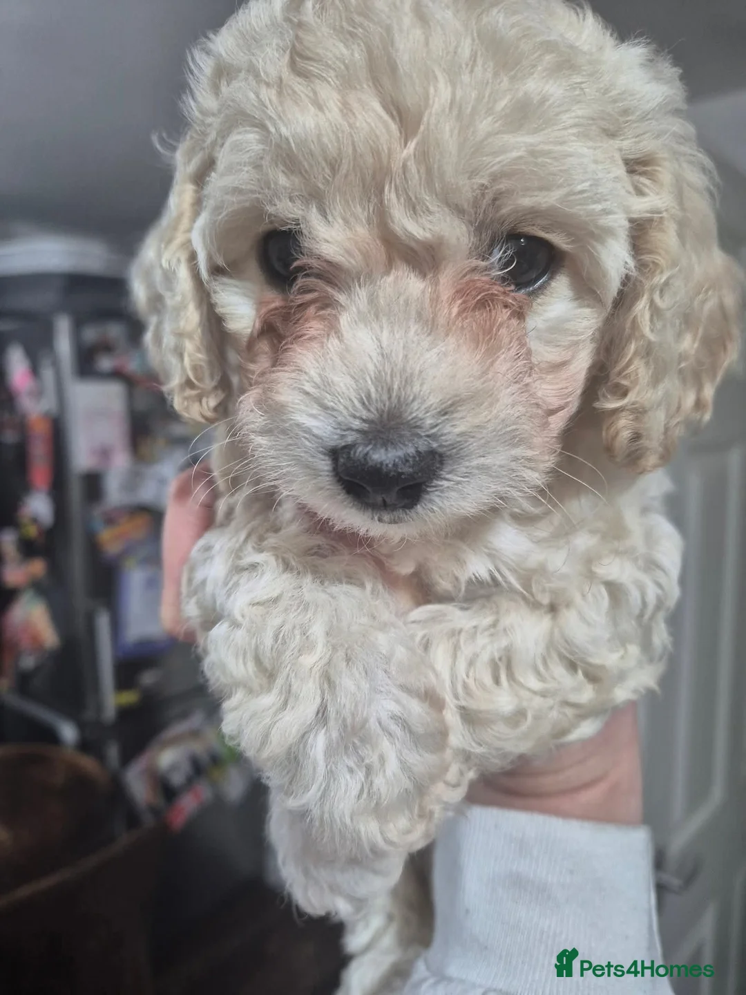 Cavachon dogs for sale: Beautiful female Cavapoochon pup - Advert 3
