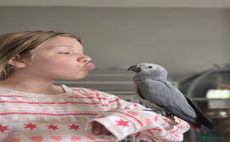 Parrots birds - Advert 1
