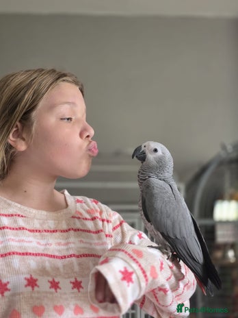 Parrots birds - Advert 16
