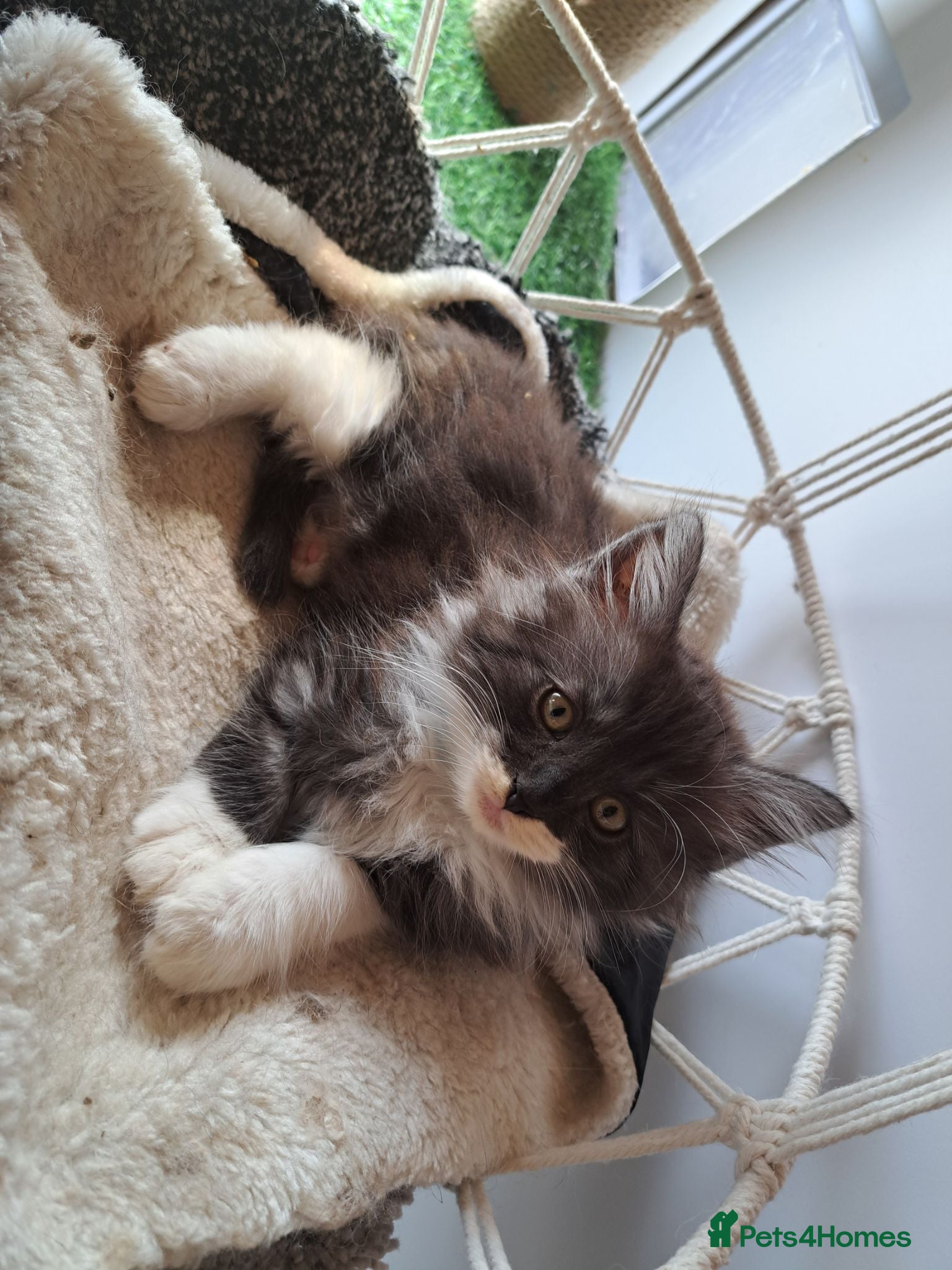 Norwegian Forest Cat cats 6 adorable NFC/maincoon kittens. - Advert 1
