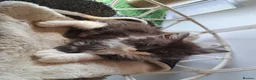 Norwegian Forest Cat cats for sale: 6 adorable NFC/maincoon kittens. - Advert 4