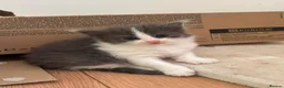 Ragdoll cats for sale: Ragdoll x British Shorthair  - Advert 10