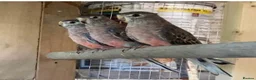 Parakeets birds for sale: Bourkes parakeets - Advert 3