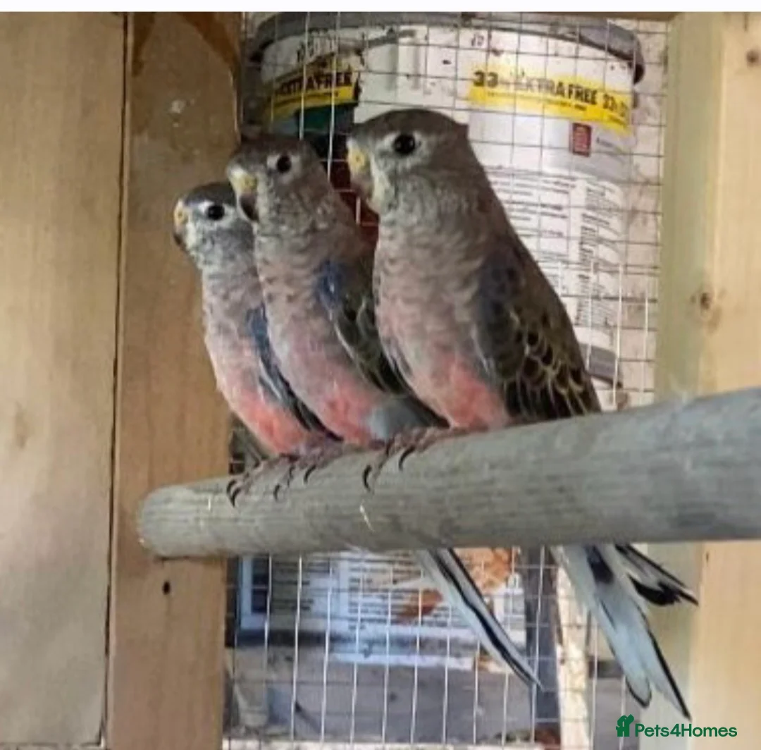 Parakeets birds for sale: Bourkes parakeets - Advert 3