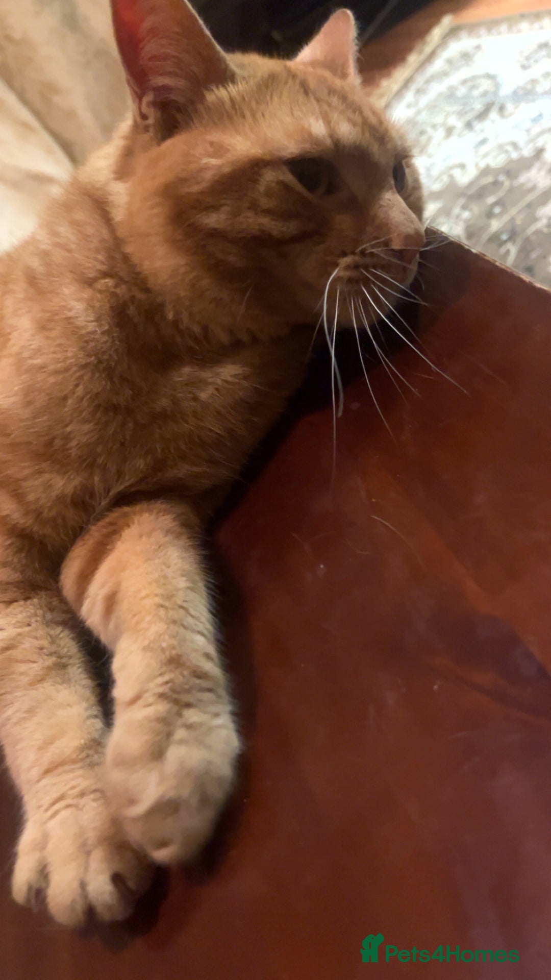Domestic Shorthair cats for sale: Friendly Ginger Tabby Cat Looking for a Loving Hom - Image 7