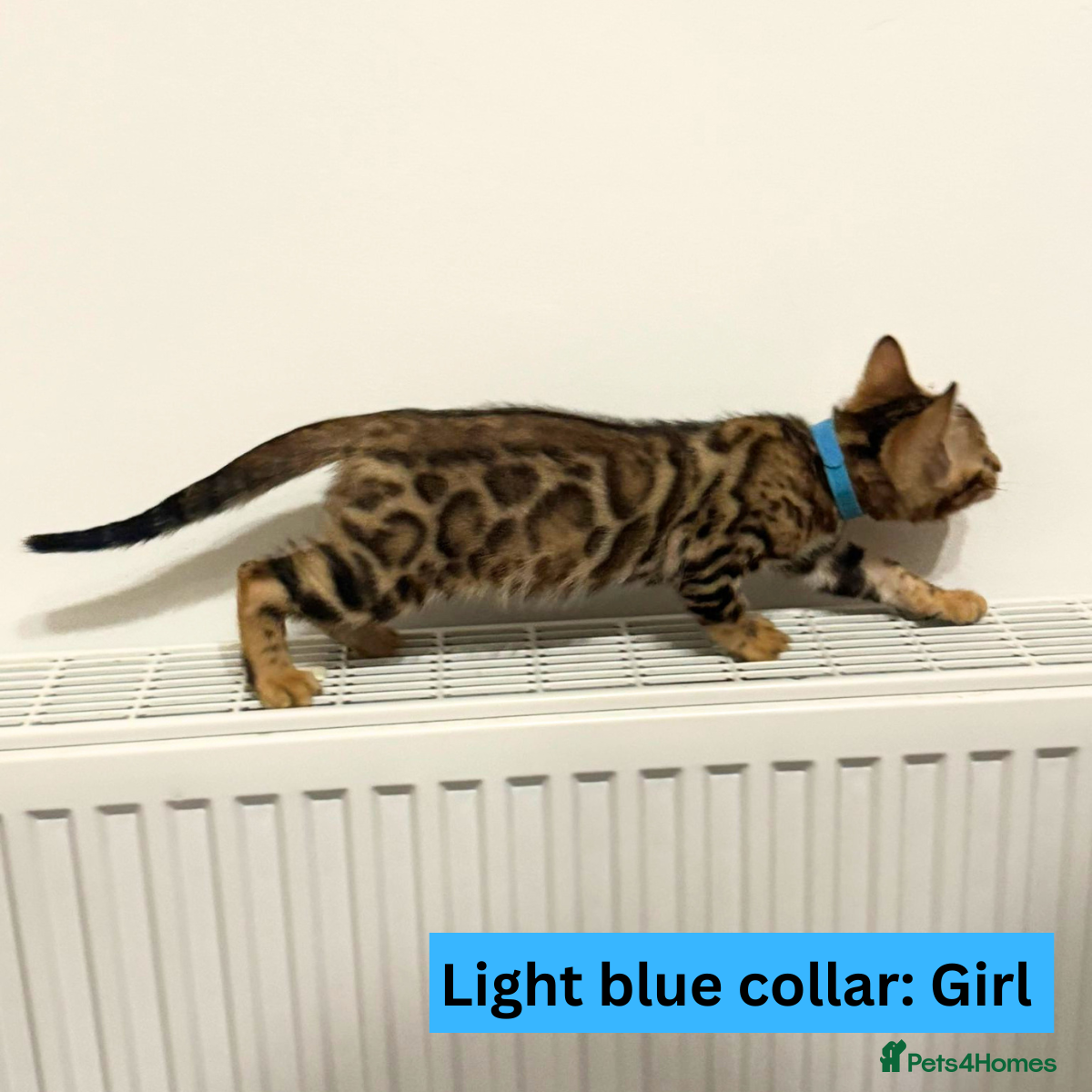 Bengal cats for sale: Luxury 5-Generation-Pedigree Bengal Kittens - Advert 3