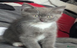 Mixed Breed cats for sale: 2 British Shorthair cross Ragdoll Boys Available  - Image 3
