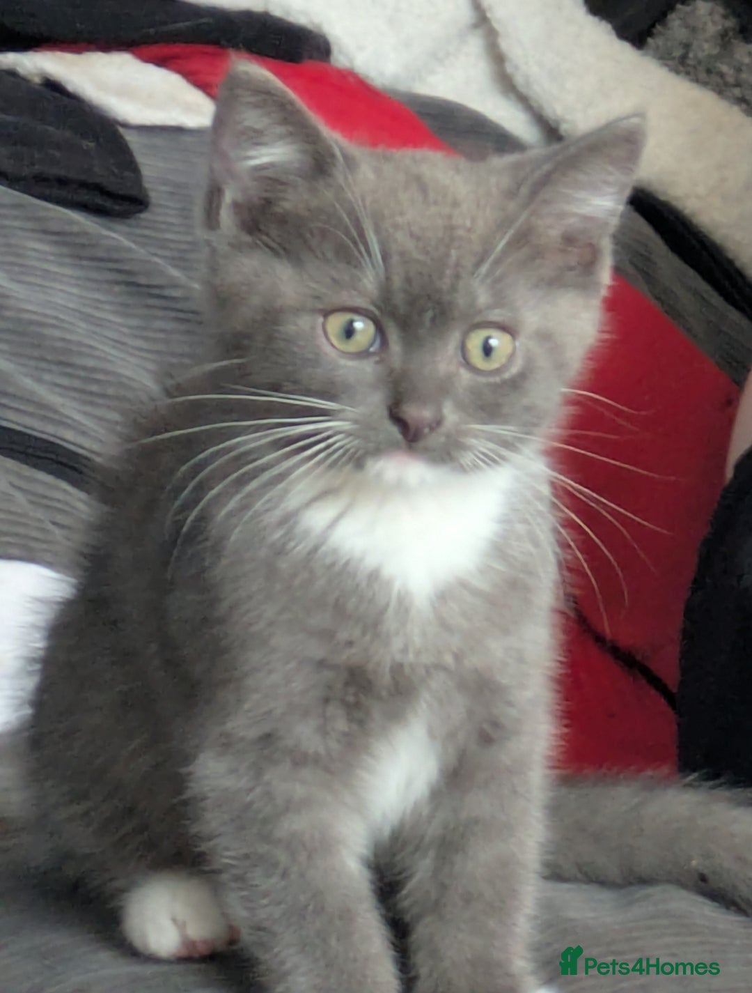 Mixed Breed cats for sale: 2 British Shorthair cross Ragdoll Boys Available  - Image 3