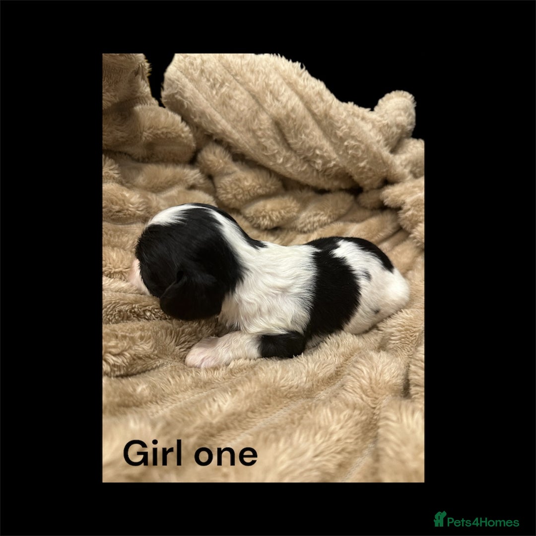Cavapoo dogs for sale: ** RARE CAVAPOO PUPPIES DNA 🧬 CLEAR ** - Advert 11