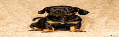 Winnie