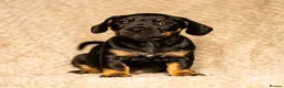 Mixed Breed dogs for sale: French bullwieners  in Cardiff - Advert 6