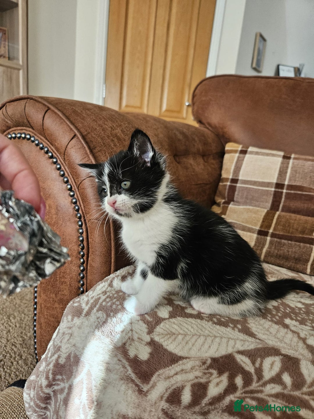 Mixed Breed cats for sale: 4 x kittens for sale - Advert 4