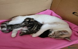 Mixed Breed cats for sale: 4 adorable kittens for sale - Image 19